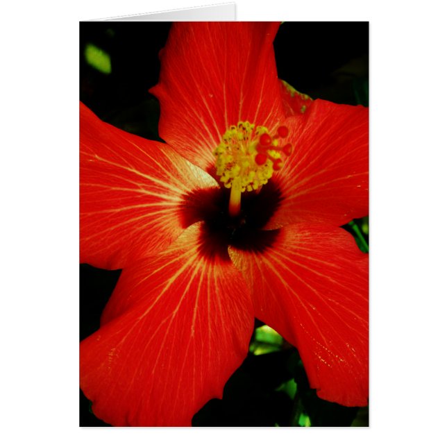 Red Hibiscus (Front)