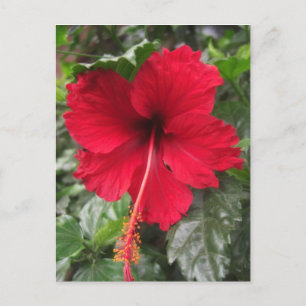 Red Hibiscus 1 Postcard