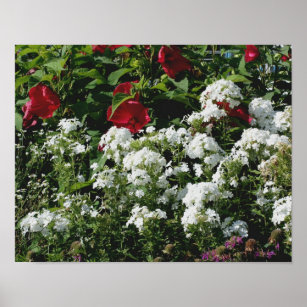 Red Hibiscus And White Phlox Flower Garden Poster