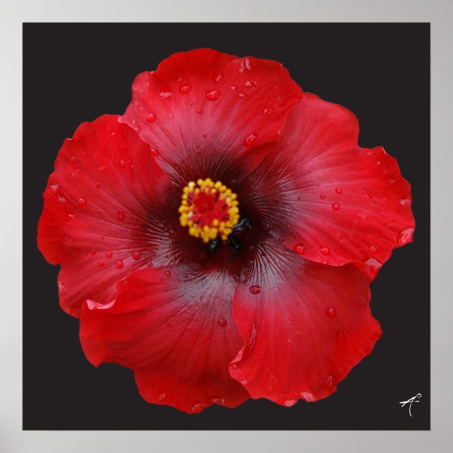 Red Hibiscus; Canvas Print (Front)