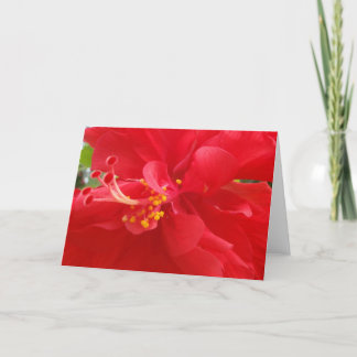 Red Hibiscus Card