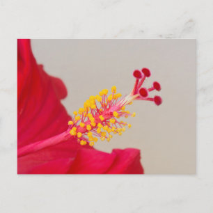 Red Hibiscus Closeup of Pistil and Stamen Postcard