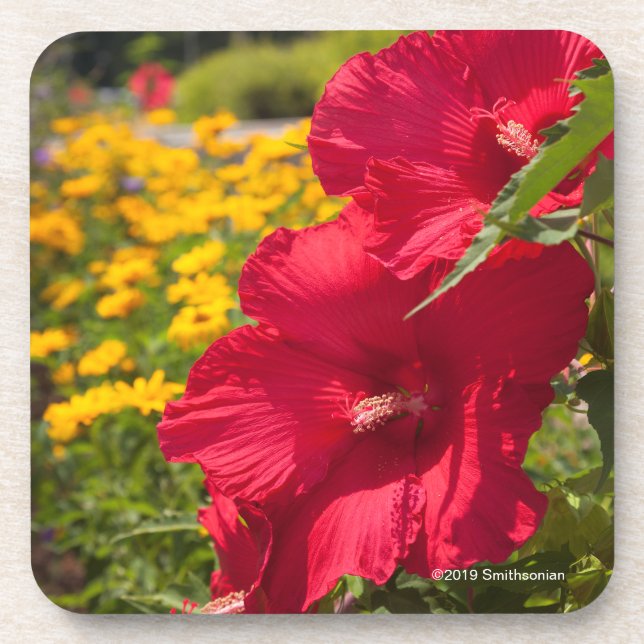 Red Hibiscus Coaster (Front)