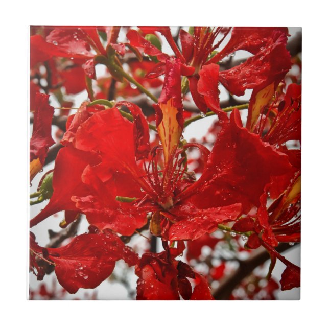 Red Hibiscus Florals Tropical Flowers Nature Tile (Front)