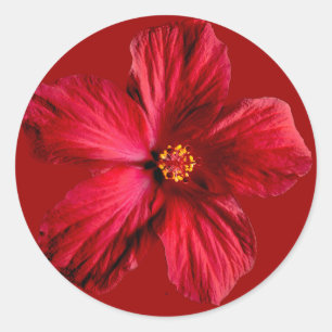Red Hibiscus Flower Classic Round Sticker