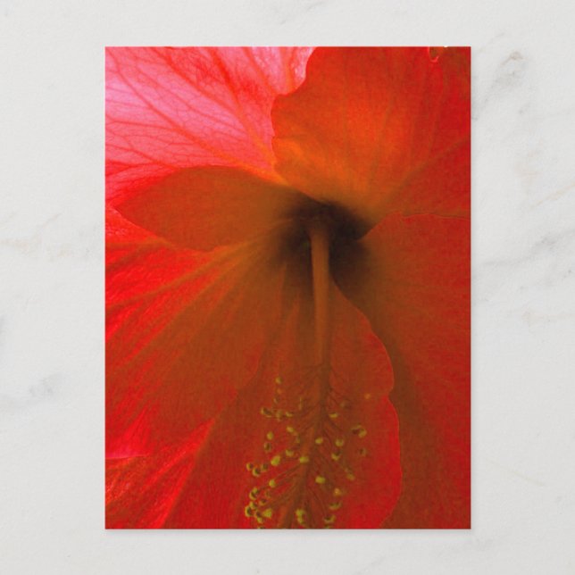 Red Hibiscus Flower Postcard (Front)