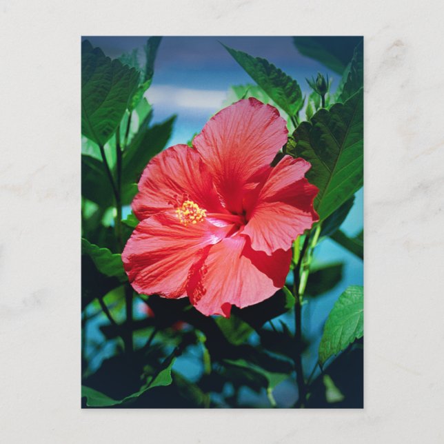 Red Hibiscus Flower Postcard (Front)