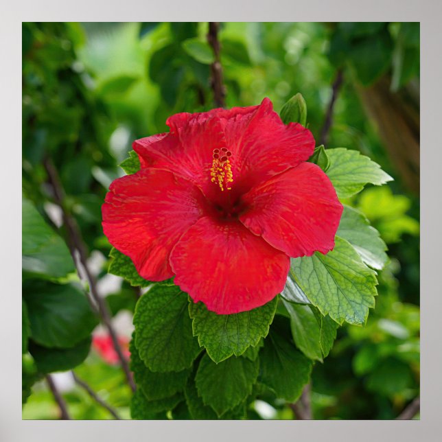 Red Hibiscus Flower Poster (Front)