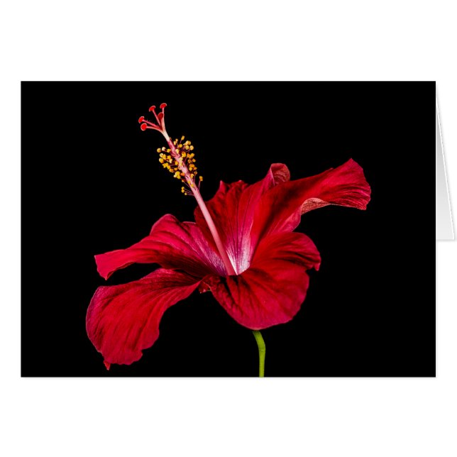 Red Hibiscus Flower Side View (Front Horizontal)