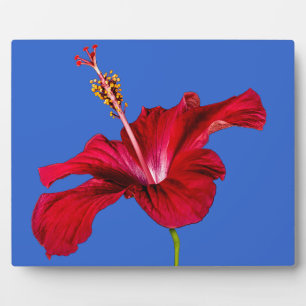 Red Hibiscus Flower Side View Plaque