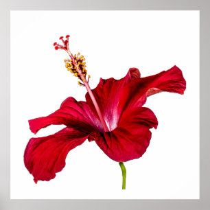 Red Hibiscus Flower Side View White Background Poster