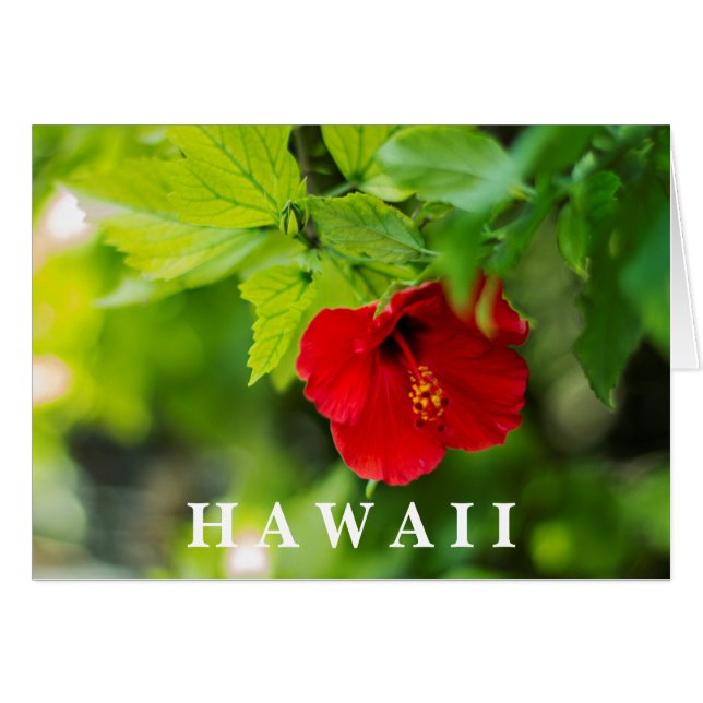 Red Hibiscus Hawaii Tropical Flower (Front Horizontal)