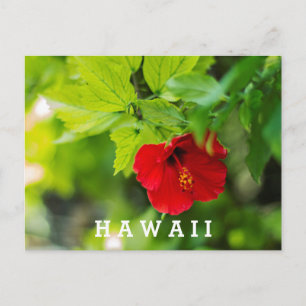 Red Hibiscus Hawaii Tropical Flower Postcard