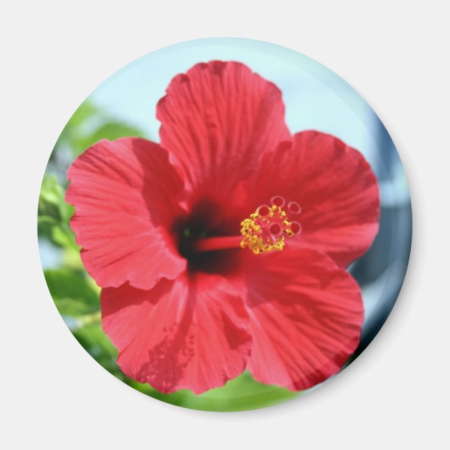 Red Hibiscus Magnet (Front)