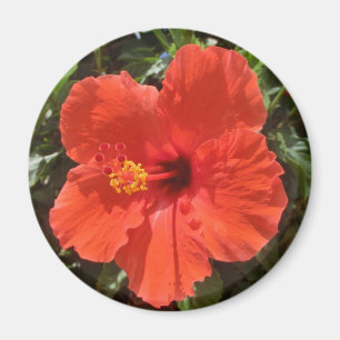 Red hibiscus magnet