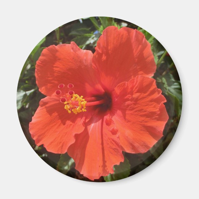 Red hibiscus magnet (Front)