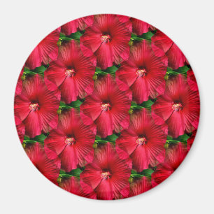 Red Hibiscus........ Magnet