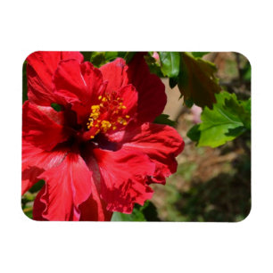 Red Hibiscus Magnet