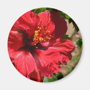 Red Hibiscus Magnet