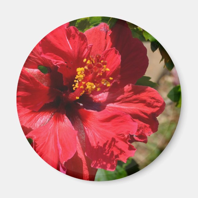 Red Hibiscus Magnet (Front)
