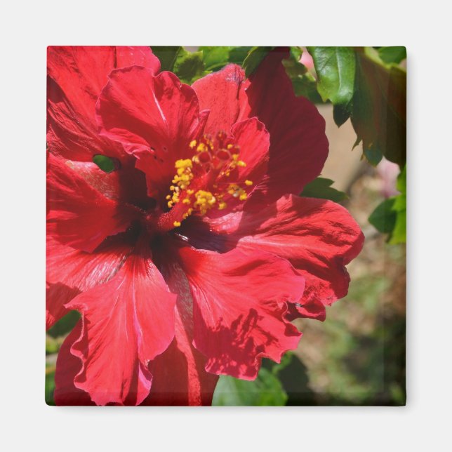 Red Hibiscus Magnet (Front)