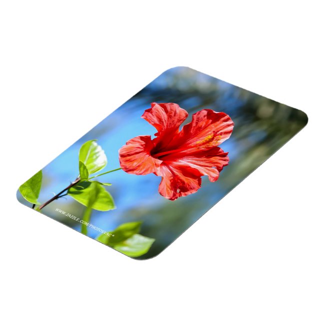 Red Hibiscus Magnet (Left Side)