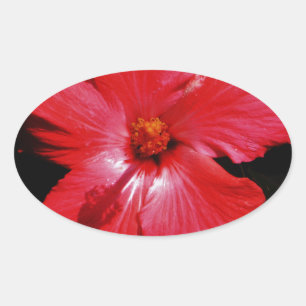 Red Hibiscus Oval Sticker