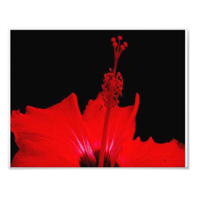 Red Hibiscus Photo Print (Front)