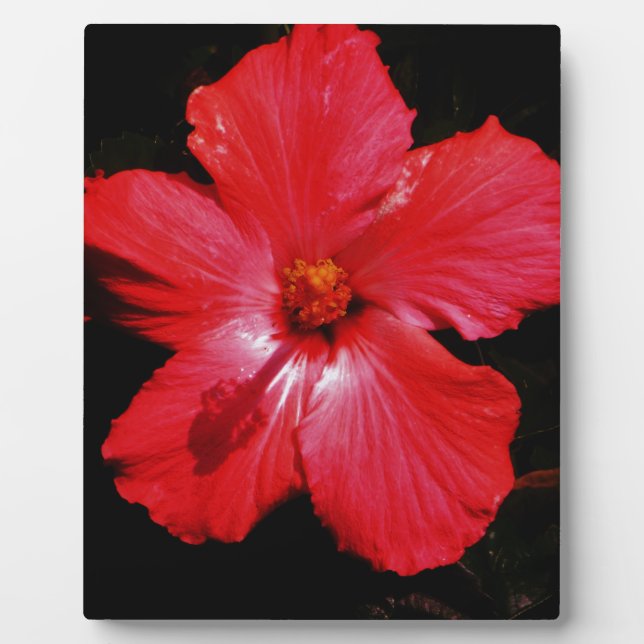 Red Hibiscus Plaque (Front)