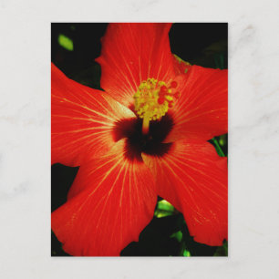 Red Hibiscus Postcard