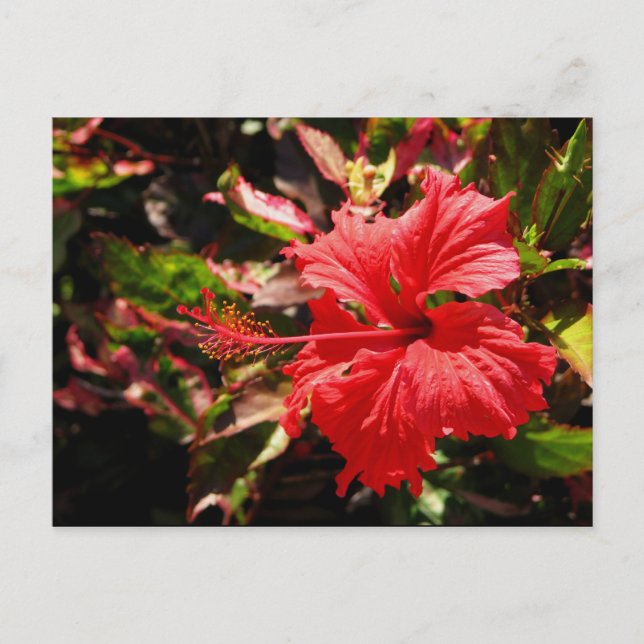 Red Hibiscus Postcard (Front)