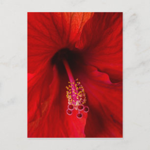 Red Hibiscus Postcard