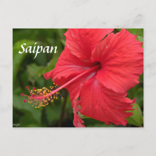 Red Hibiscus Postcard