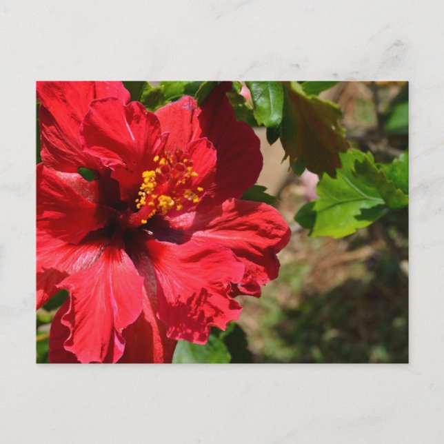 Red Hibiscus Postcard (Front)