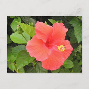 Red Hibiscus Postcard