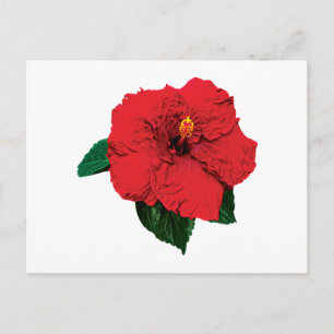 Red Hibiscus Postcard