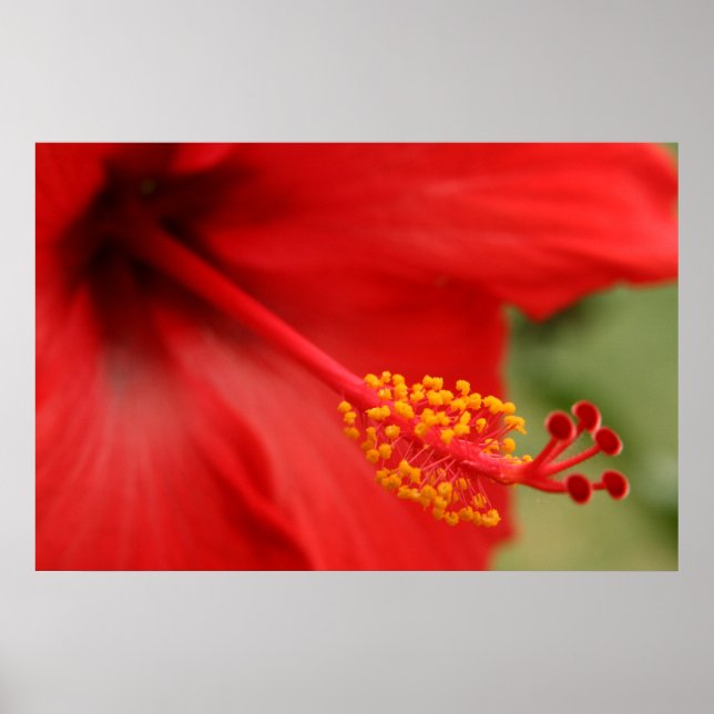 Red Hibiscus Poster (Front)