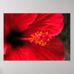 Red hibiscus poster