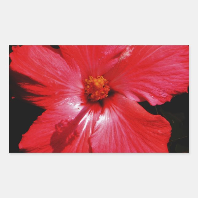 Red Hibiscus Rectangular Sticker (Front)