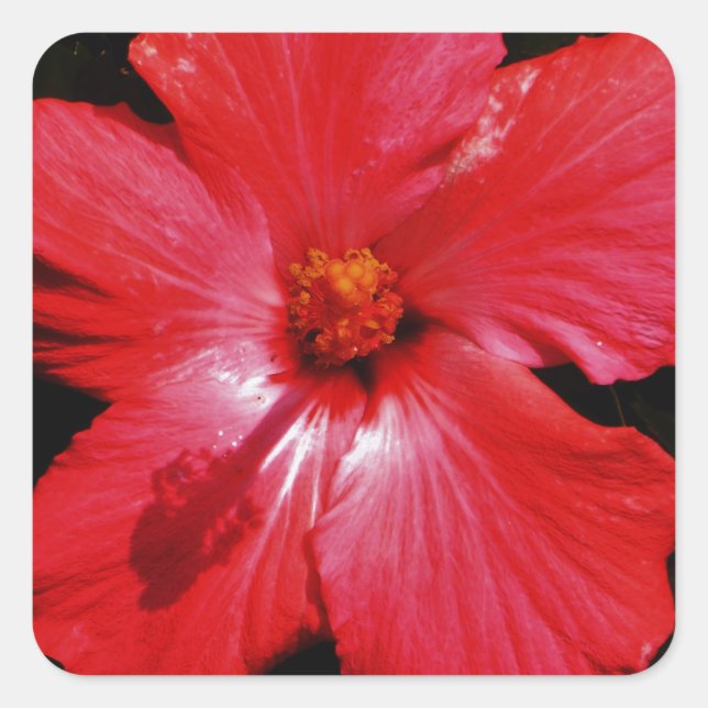 Red Hibiscus Square Sticker (Front)