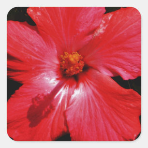 Red Hibiscus Square Sticker