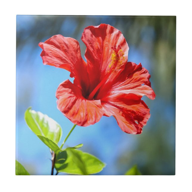 Red Hibiscus Tile (Front)