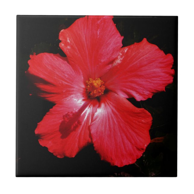 Red Hibiscus Tile (Front)