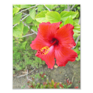 Red Hibiscus Yellow stigma Photo Print