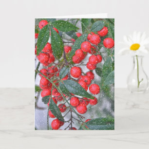 Red Holly Berry Branch and Snow Holiday Christmas Card
