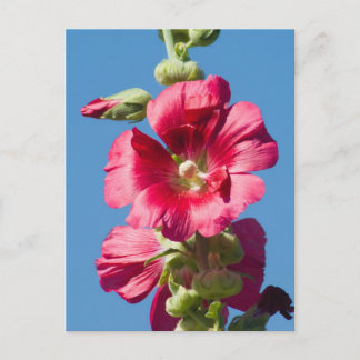Red Hollyhock Against a Blue Sky Postcard