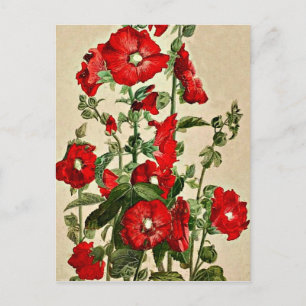 Red Hollyhocks Postcard