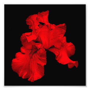 Red Hot Bearded Iris Flower Art 8x8 Photo Print