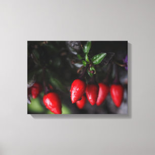 Red Hot Garden Salsa Chilli Peppers. Canvas Print