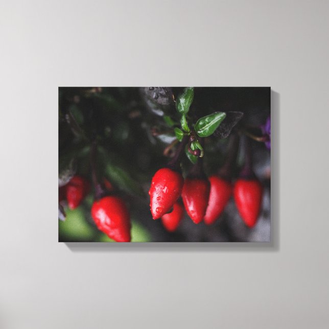 Red Hot Garden Salsa Chilli Peppers. Canvas Print (Front)